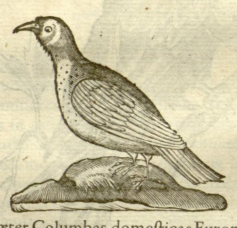 An illustration from Gulielmi Pisonis ... De Indiae utriusque re naturali et medica libri quatuordecim ?quorum contenta pagina sequens exhibet., 1658, leaf 108