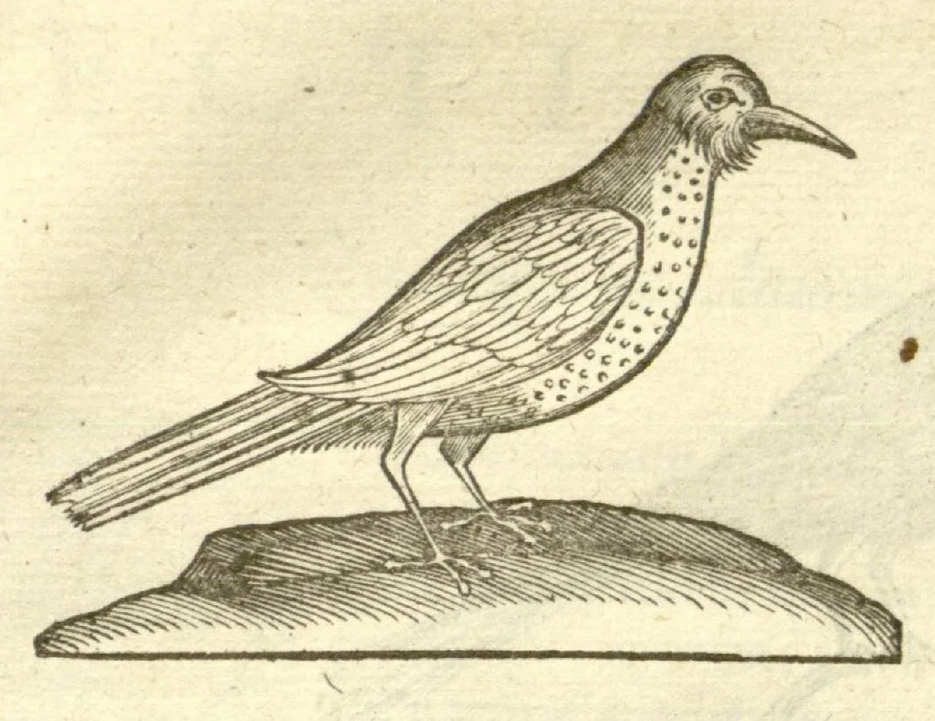 An illustration from Gulielmi Pisonis ... De Indiae utriusque re naturali et medica libri quatuordecim ?quorum contenta pagina sequens exhibet., 1658, leaf 117