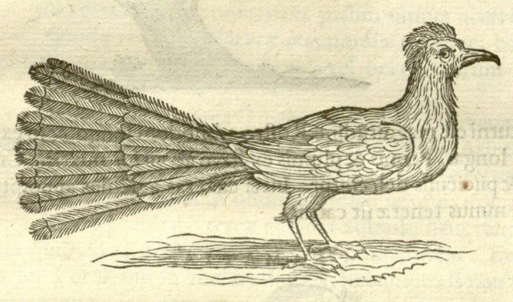 An illustration from Gulielmi Pisonis ... De Indiae utriusque re naturali et medica libri quatuordecim ?quorum contenta pagina sequens exhibet., 1658, leaf 117