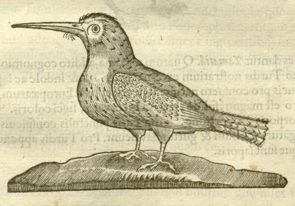 An illustration from Gulielmi Pisonis ... De Indiae utriusque re naturali et medica libri quatuordecim ?quorum contenta pagina sequens exhibet., 1658, leaf 117