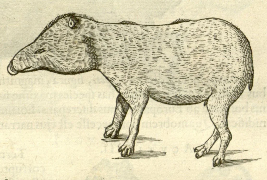An illustration from Gulielmi Pisonis ... De Indiae utriusque re naturali et medica libri quatuordecim ?quorum contenta pagina sequens exhibet., 1658, leaf 123