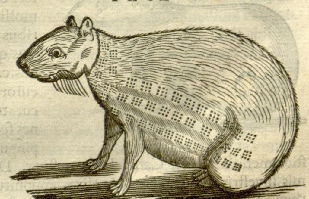 An illustration from Gulielmi Pisonis ... De Indiae utriusque re naturali et medica libri quatuordecim ?quorum contenta pagina sequens exhibet., 1658, leaf 123