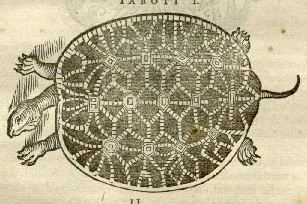 An illustration from Gulielmi Pisonis ... De Indiae utriusque re naturali et medica libri quatuordecim ?quorum contenta pagina sequens exhibet., 1658, leaf 127