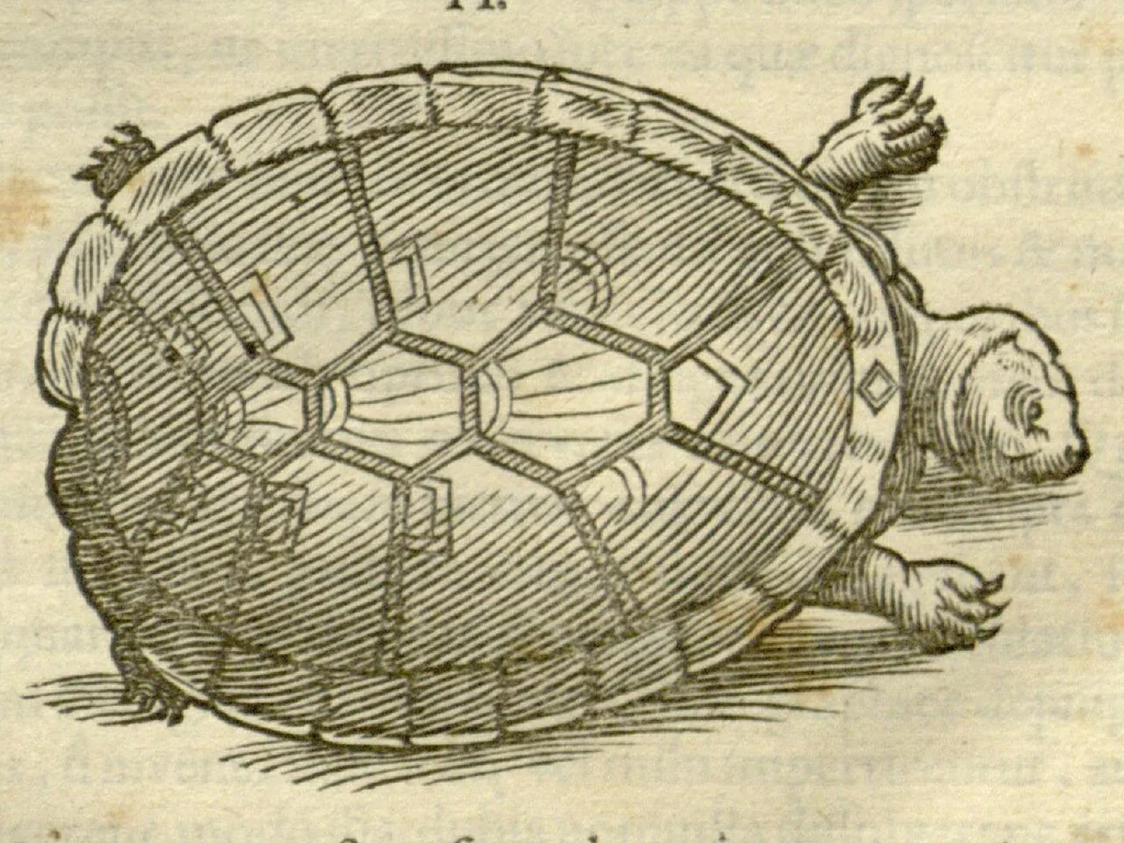 An illustration from Gulielmi Pisonis ... De Indiae utriusque re naturali et medica libri quatuordecim ?quorum contenta pagina sequens exhibet., 1658, leaf 127