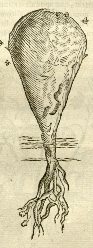 An illustration from Gulielmi Pisonis ... De Indiae utriusque re naturali et medica libri quatuordecim ?quorum contenta pagina sequens exhibet., 1658, leaf 135