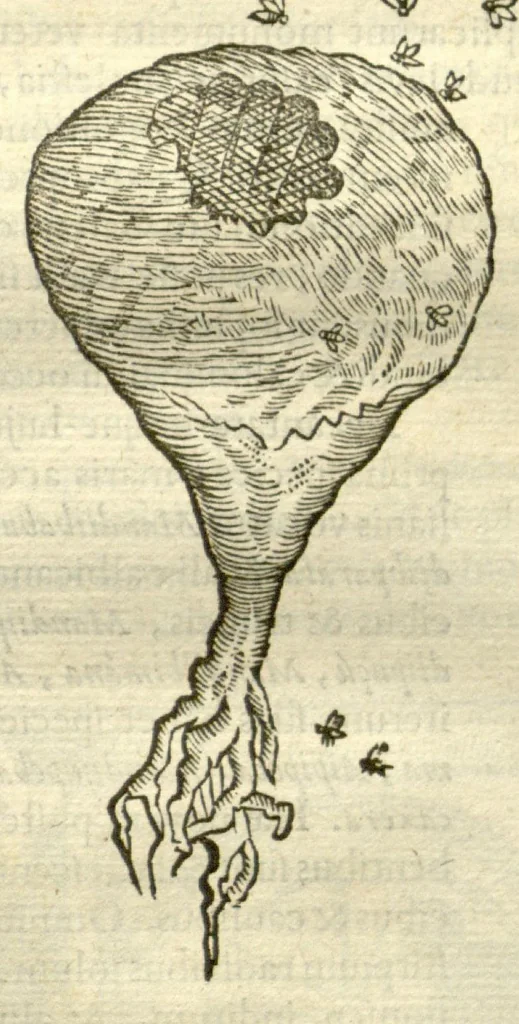 An illustration from Gulielmi Pisonis ... De Indiae utriusque re naturali et medica libri quatuordecim ?quorum contenta pagina sequens exhibet., 1658, leaf 135