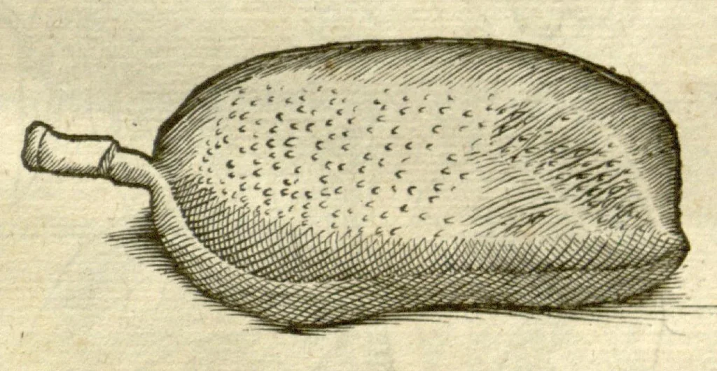 An illustration from Gulielmi Pisonis ... De Indiae utriusque re naturali et medica libri quatuordecim ?quorum contenta pagina sequens exhibet., 1658, leaf 145