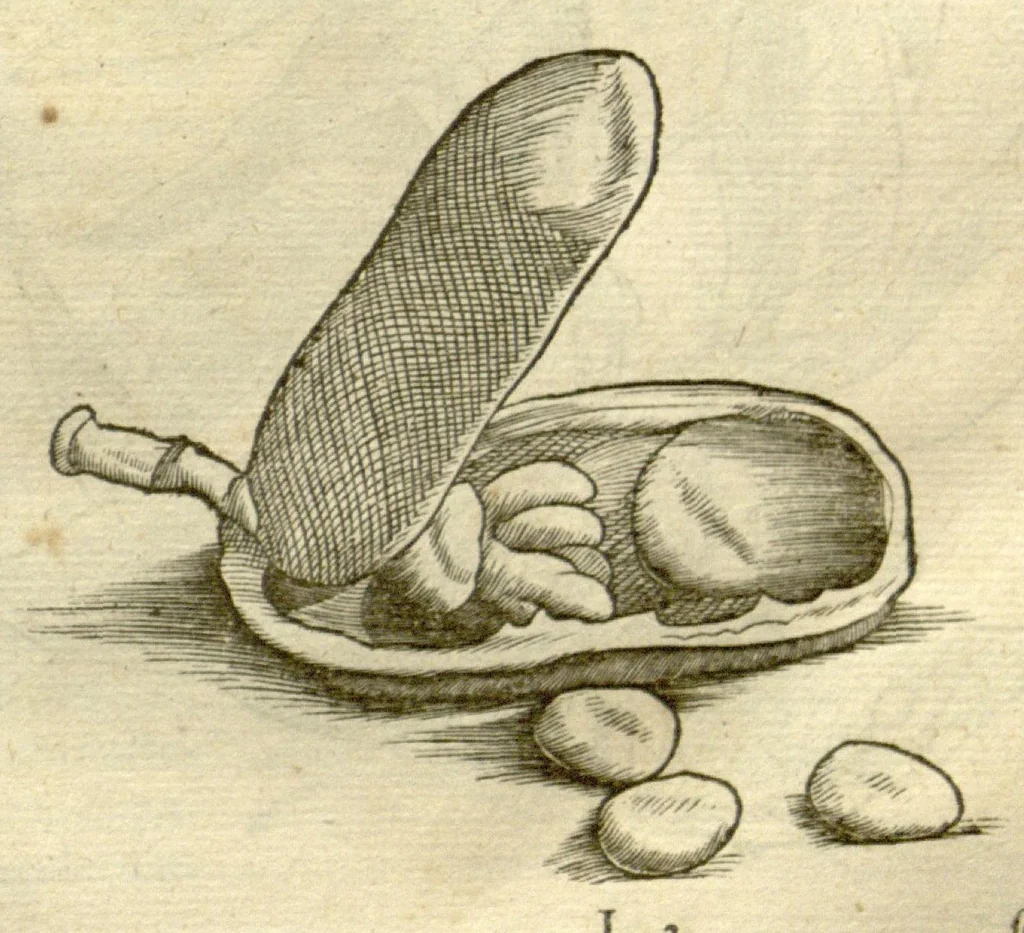 An illustration from Gulielmi Pisonis ... De Indiae utriusque re naturali et medica libri quatuordecim ?quorum contenta pagina sequens exhibet., 1658, leaf 145