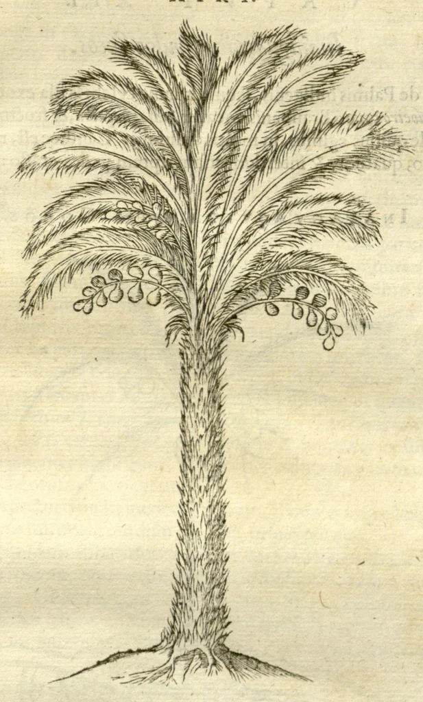 An illustration from Gulielmi Pisonis ... De Indiae utriusque re naturali et medica libri quatuordecim ?quorum contenta pagina sequens exhibet., 1658, leaf 151