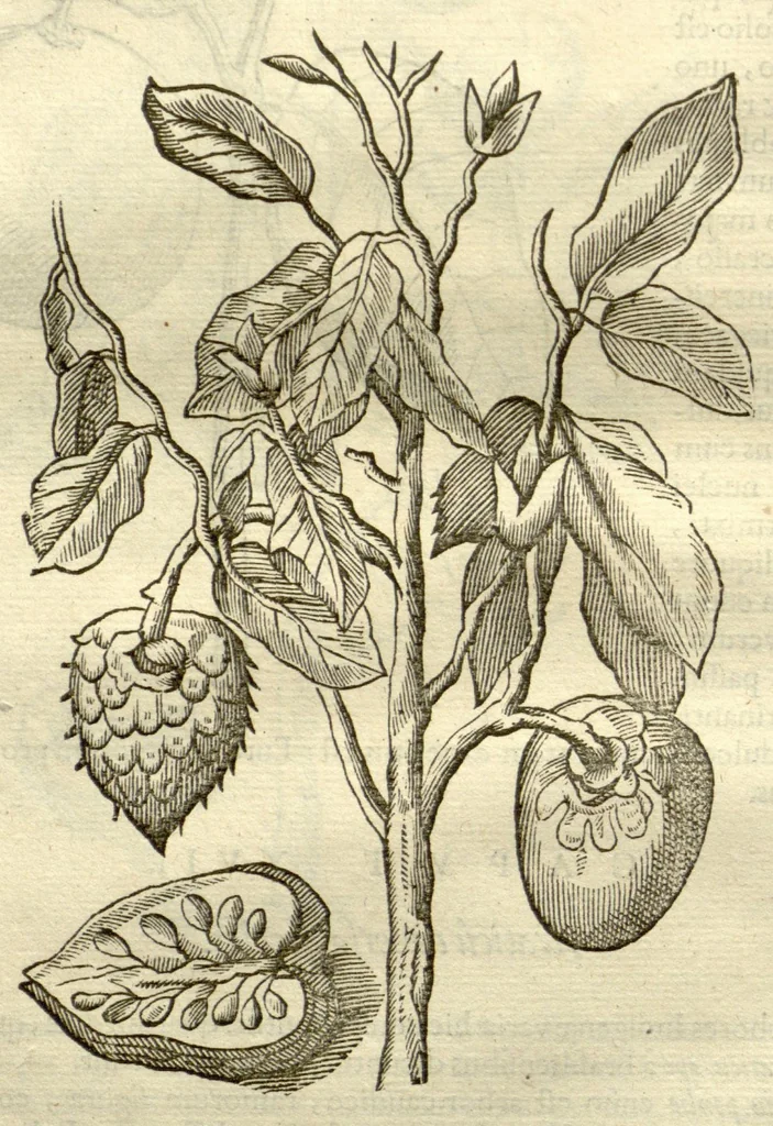 An illustration from Gulielmi Pisonis ... De Indiae utriusque re naturali et medica libri quatuordecim ?quorum contenta pagina sequens exhibet., 1658, leaf 164