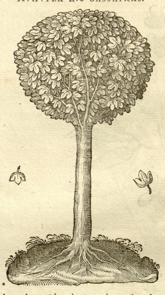 An illustration from Gulielmi Pisonis ... De Indiae utriusque re naturali et medica libri quatuordecim ?quorum contenta pagina sequens exhibet., 1658, leaf 168