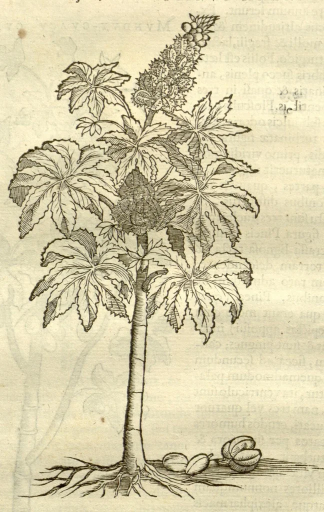 An illustration from Gulielmi Pisonis ... De Indiae utriusque re naturali et medica libri quatuordecim ?quorum contenta pagina sequens exhibet., 1658, leaf 202