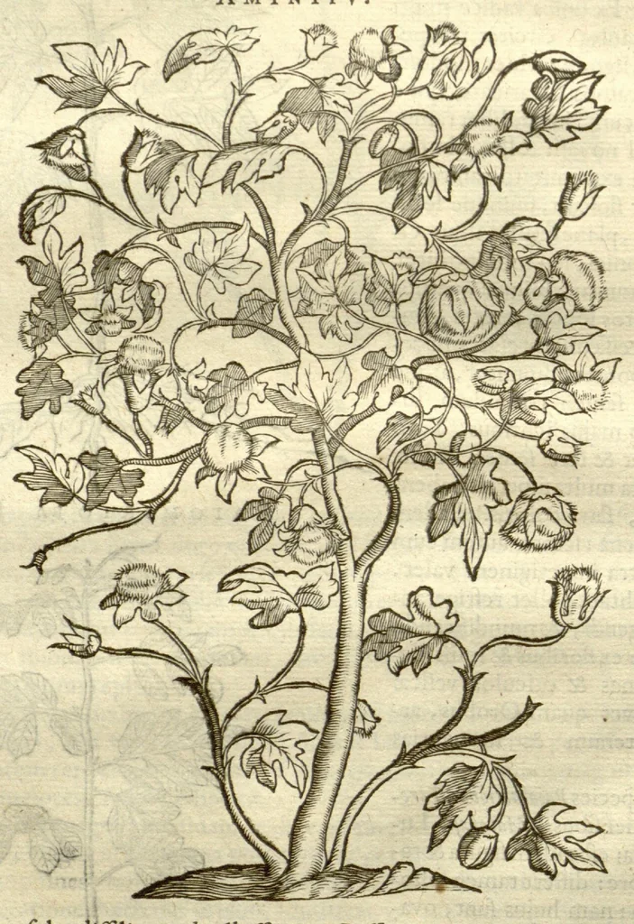 An illustration from Gulielmi Pisonis ... De Indiae utriusque re naturali et medica libri quatuordecim ?quorum contenta pagina sequens exhibet., 1658, leaf 208