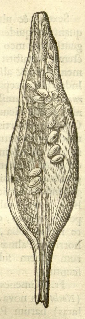An illustration from Gulielmi Pisonis ... De Indiae utriusque re naturali et medica libri quatuordecim ?quorum contenta pagina sequens exhibet., 1658, leaf 214
