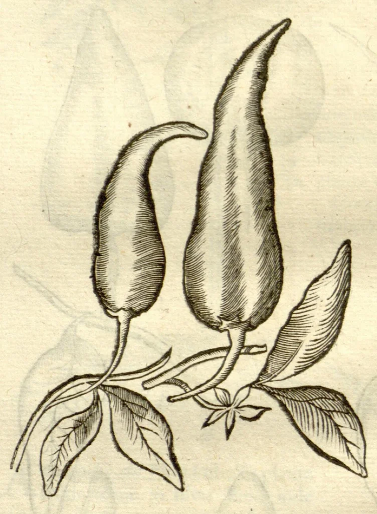 An illustration from Gulielmi Pisonis ... De Indiae utriusque re naturali et medica libri quatuordecim ?quorum contenta pagina sequens exhibet., 1658, leaf 248