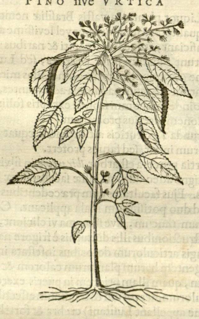 An illustration from Gulielmi Pisonis ... De Indiae utriusque re naturali et medica libri quatuordecim ?quorum contenta pagina sequens exhibet., 1658, leaf 257