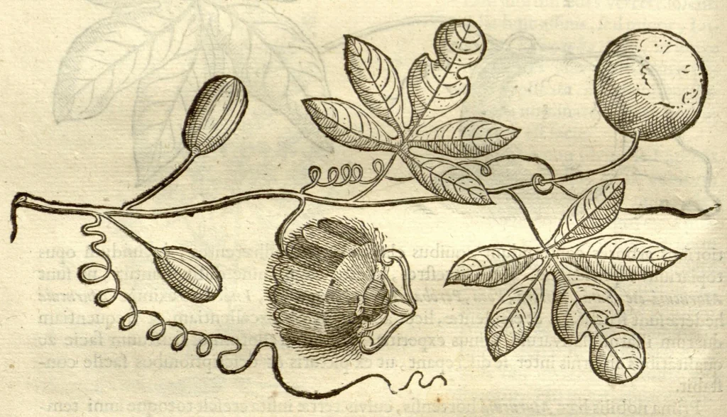 An illustration from Gulielmi Pisonis ... De Indiae utriusque re naturali et medica libri quatuordecim ?quorum contenta pagina sequens exhibet., 1658, leaf 270
