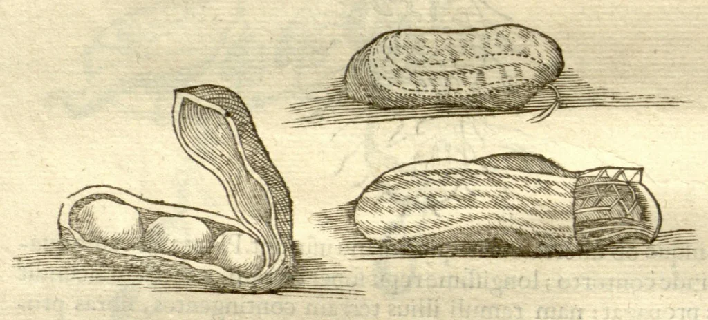 An illustration from Gulielmi Pisonis ... De Indiae utriusque re naturali et medica libri quatuordecim ?quorum contenta pagina sequens exhibet., 1658, leaf 280