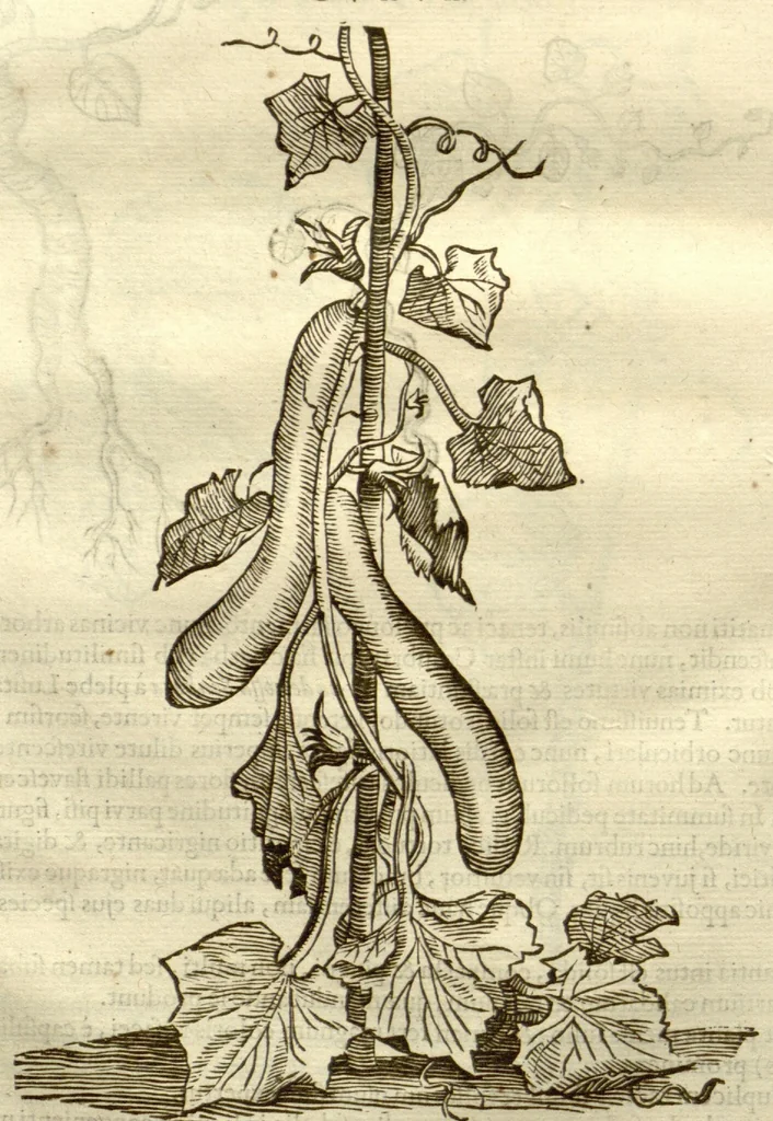 An illustration from Gulielmi Pisonis ... De Indiae utriusque re naturali et medica libri quatuordecim ?quorum contenta pagina sequens exhibet., 1658, leaf 286