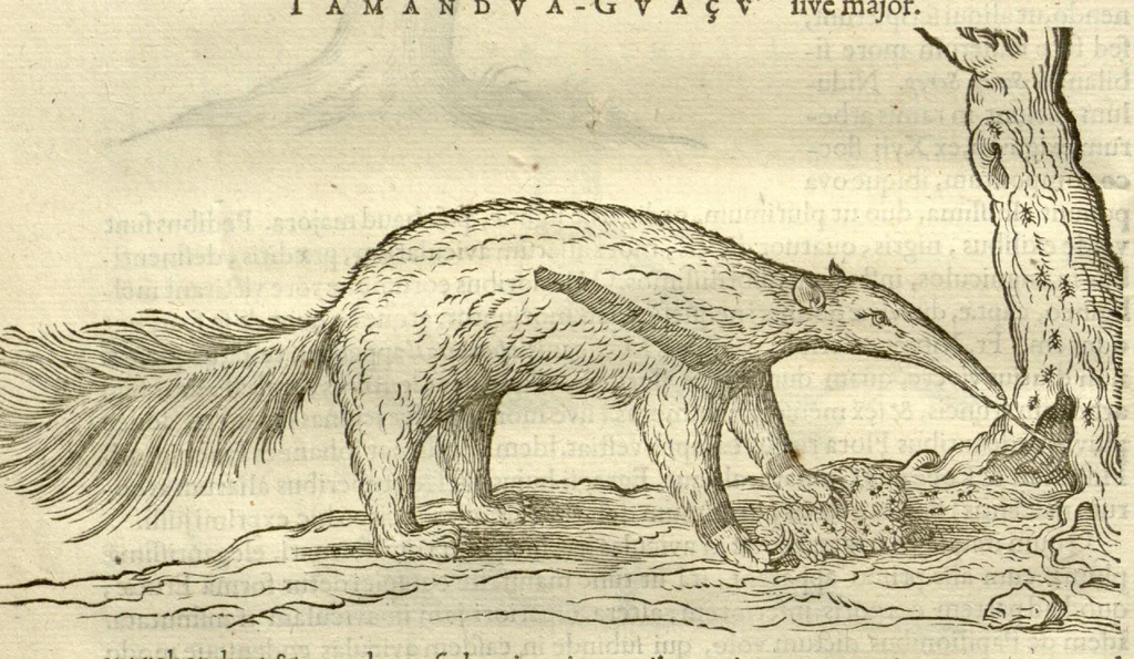 An illustration from Gulielmi Pisonis ... De Indiae utriusque re naturali et medica libri quatuordecim ?quorum contenta pagina sequens exhibet., 1658, leaf 344