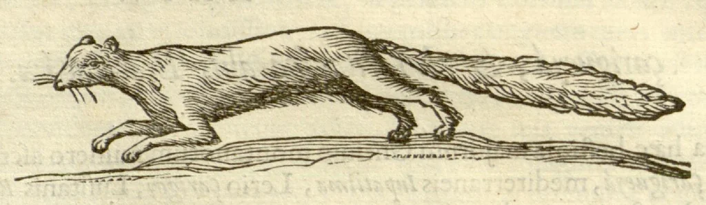 An illustration from Gulielmi Pisonis ... De Indiae utriusque re naturali et medica libri quatuordecim ?quorum contenta pagina sequens exhibet., 1658, leaf 348