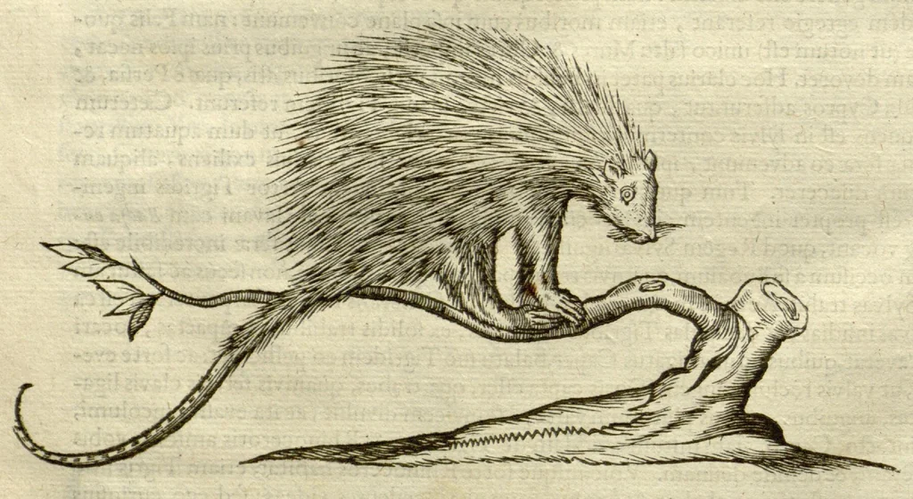 An illustration from Gulielmi Pisonis ... De Indiae utriusque re naturali et medica libri quatuordecim ?quorum contenta pagina sequens exhibet., 1658, leaf 450