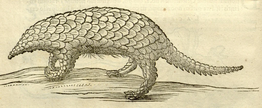 An illustration from Gulielmi Pisonis ... De Indiae utriusque re naturali et medica libri quatuordecim ?quorum contenta pagina sequens exhibet., 1658, leaf 456