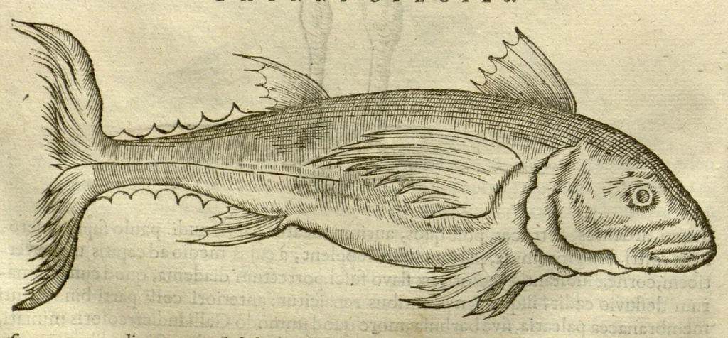 An illustration from Gulielmi Pisonis ... De Indiae utriusque re naturali et medica libri quatuordecim ?quorum contenta pagina sequens exhibet., 1658, leaf 468