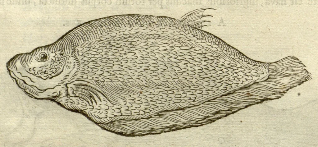 An illustration from Gulielmi Pisonis ... De Indiae utriusque re naturali et medica libri quatuordecim ?quorum contenta pagina sequens exhibet., 1658, leaf 474