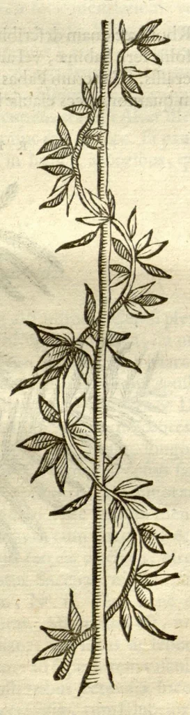 An illustration from Gulielmi Pisonis ... De Indiae utriusque re naturali et medica libri quatuordecim ?quorum contenta pagina sequens exhibet., 1658, leaf 487