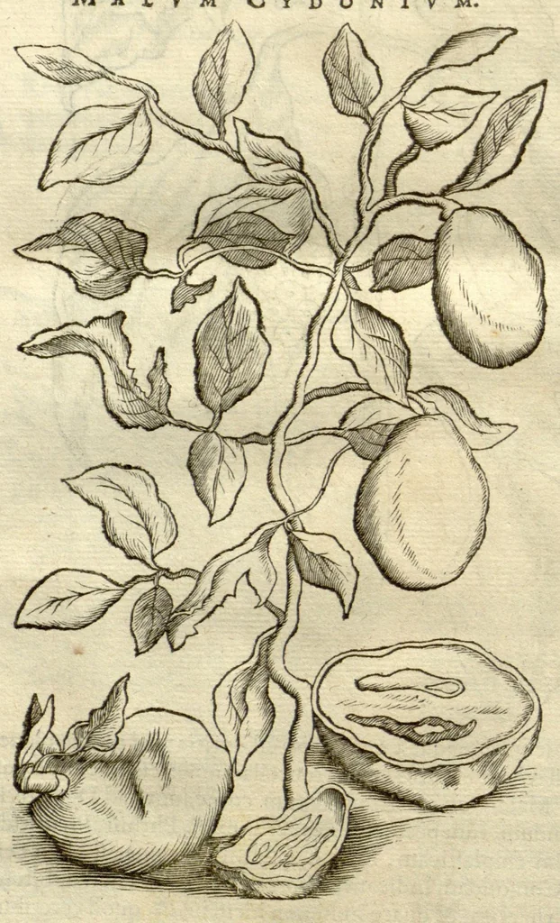 An illustration from Gulielmi Pisonis ... De Indiae utriusque re naturali et medica libri quatuordecim ?quorum contenta pagina sequens exhibet., 1658, leaf 494