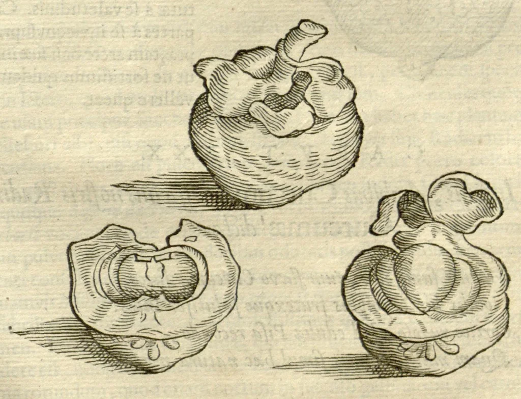 An illustration from Gulielmi Pisonis ... De Indiae utriusque re naturali et medica libri quatuordecim ?quorum contenta pagina sequens exhibet., 1658, leaf 511