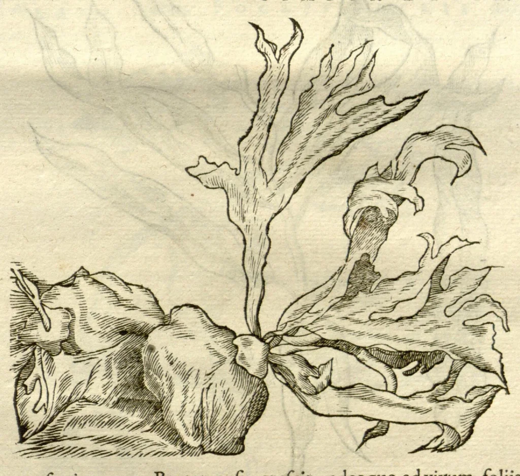 An illustration from Gulielmi Pisonis ... De Indiae utriusque re naturali et medica libri quatuordecim ?quorum contenta pagina sequens exhibet., 1658, leaf 517