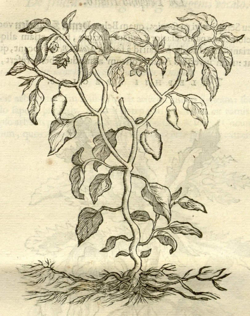 An illustration from Gulielmi Pisonis ... De Indiae utriusque re naturali et medica libri quatuordecim ?quorum contenta pagina sequens exhibet., 1658, leaf 527