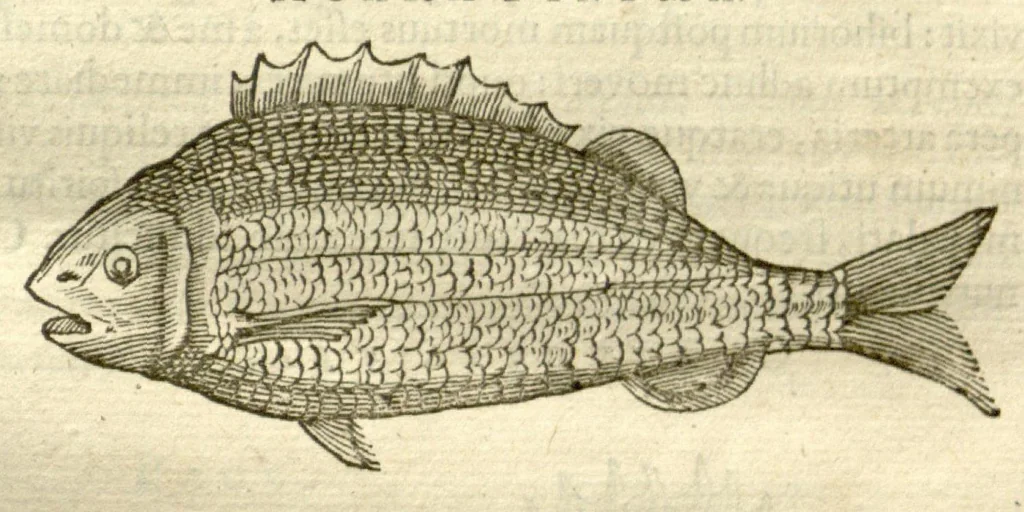 An illustration from Gulielmi Pisonis ... De Indiae utriusque re naturali et medica libri quatuordecim ?quorum contenta pagina sequens exhibet., 1658, leaf 73