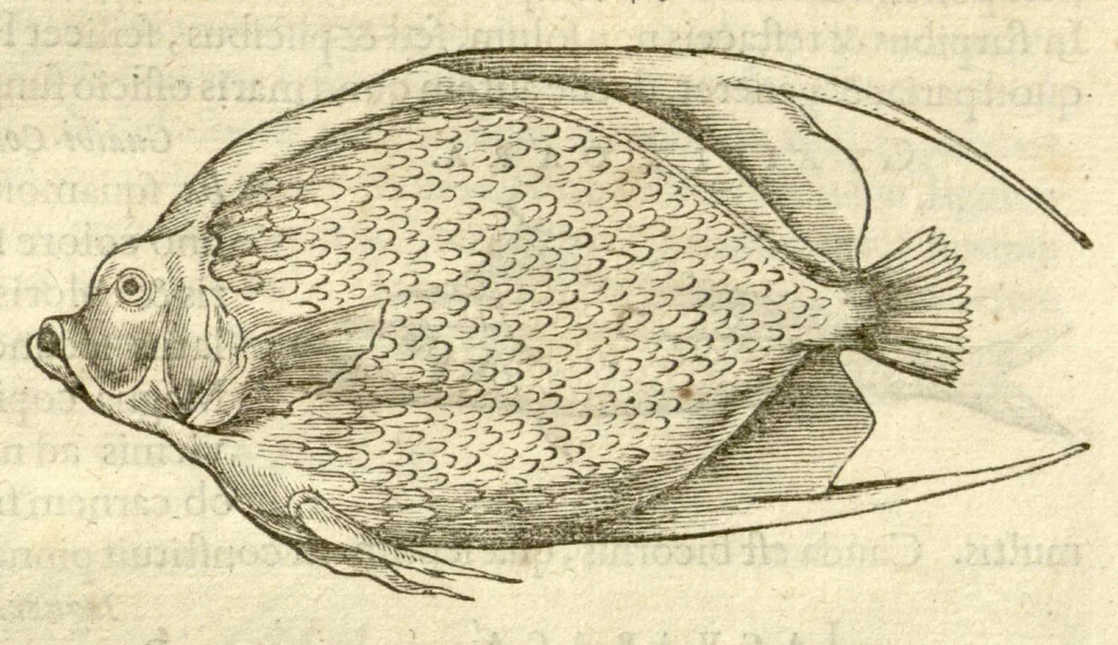 An illustration from Gulielmi Pisonis ... De Indiae utriusque re naturali et medica libri quatuordecim ?quorum contenta pagina sequens exhibet., 1658, leaf 77