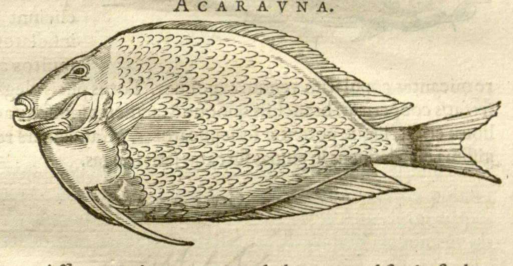 An illustration from Gulielmi Pisonis ... De Indiae utriusque re naturali et medica libri quatuordecim ?quorum contenta pagina sequens exhibet., 1658, leaf 77