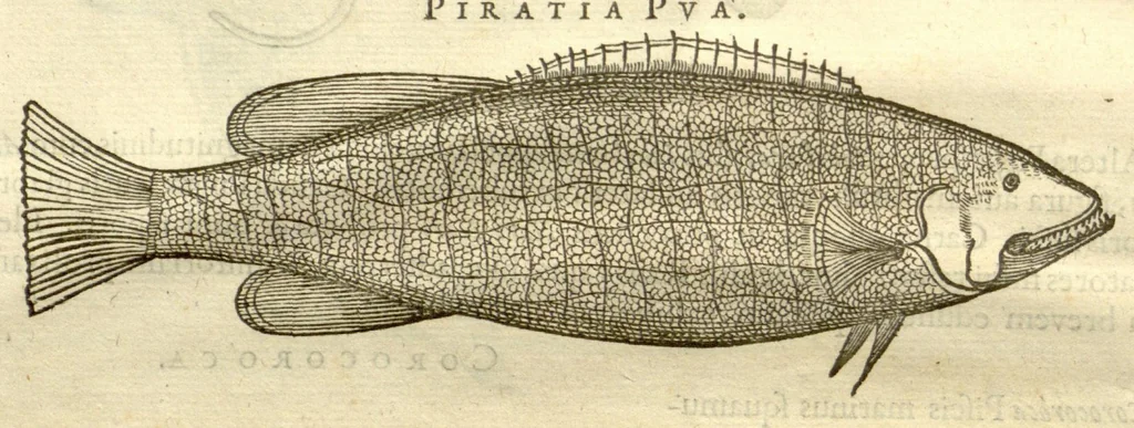 An illustration from Gulielmi Pisonis ... De Indiae utriusque re naturali et medica libri quatuordecim ?quorum contenta pagina sequens exhibet., 1658, leaf 82