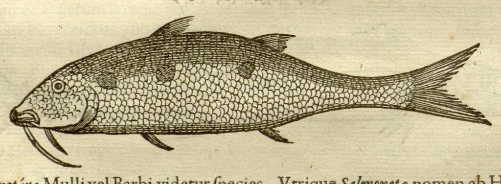 An illustration from Gulielmi Pisonis ... De Indiae utriusque re naturali et medica libri quatuordecim ?quorum contenta pagina sequens exhibet., 1658, leaf 82