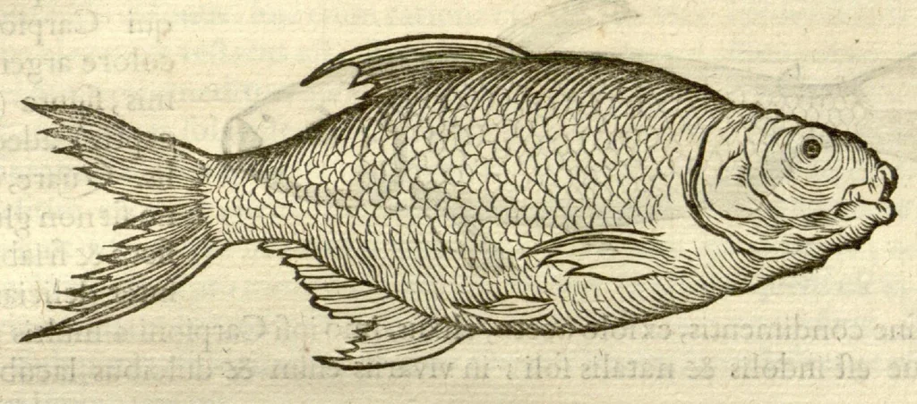 An illustration from Gulielmi Pisonis ... De Indiae utriusque re naturali et medica libri quatuordecim ?quorum contenta pagina sequens exhibet., 1658, leaf 91