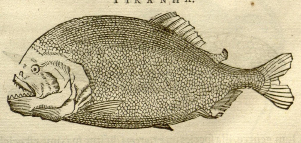 An illustration from Gulielmi Pisonis ... De Indiae utriusque re naturali et medica libri quatuordecim ?quorum contenta pagina sequens exhibet., 1658, leaf 91