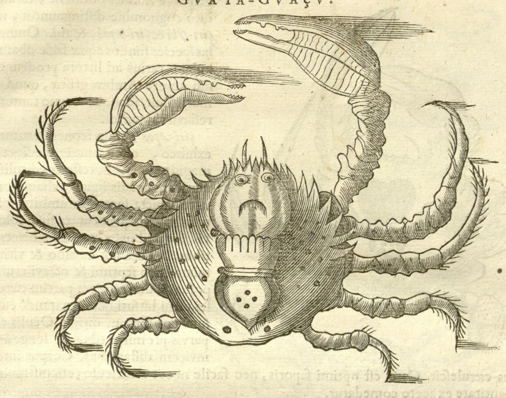 An illustration from Gulielmi Pisonis ... De Indiae utriusque re naturali et medica libri quatuordecim ?quorum contenta pagina sequens exhibet., 1658, leaf 97