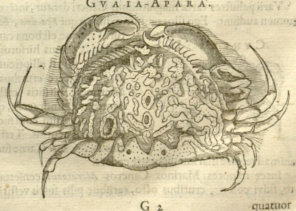 An illustration from Gulielmi Pisonis ... De Indiae utriusque re naturali et medica libri quatuordecim ?quorum contenta pagina sequens exhibet., 1658, leaf 97