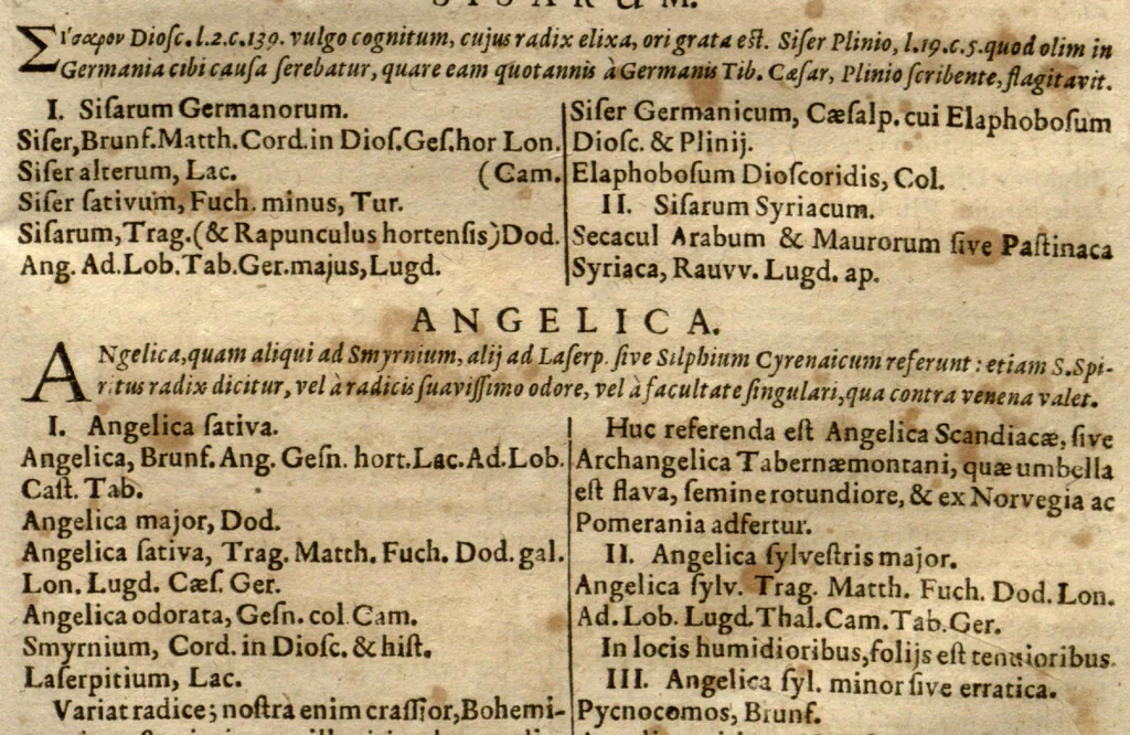 An illustration from Caspari Bauhini Pinax Theatri botanici : sive Index in Theophrasti, Dioscoridis, Plinii et botanicorum qui à seculo scripserunt opera : plantarum circiter sex millium ab ipsis exhibitarum nomina cum earundem synonymiis & differentiis methodice secundum genera & species proponens : opus XL. annorum ..., 1671, leaf 178