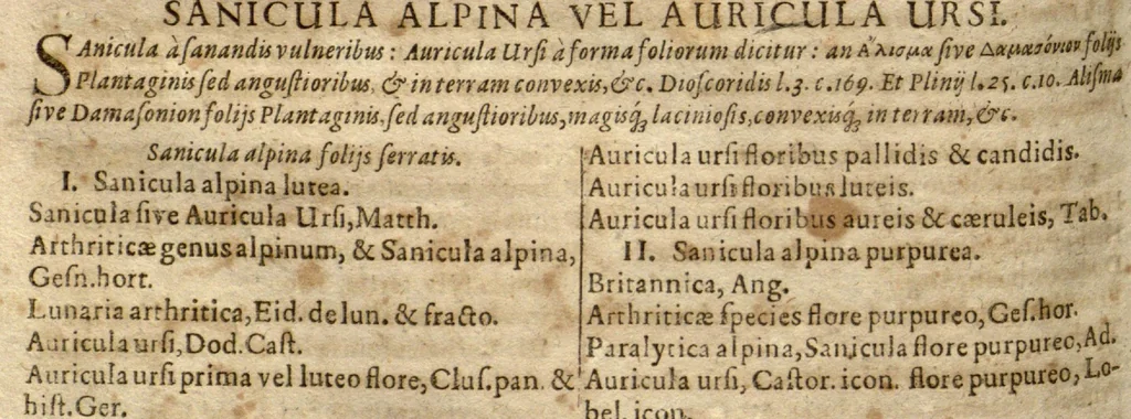 An illustration from Caspari Bauhini Pinax Theatri botanici : sive Index in Theophrasti, Dioscoridis, Plinii et botanicorum qui à seculo scripserunt opera : plantarum circiter sex millium ab ipsis exhibitarum nomina cum earundem synonymiis & differentiis methodice secundum genera & species proponens : opus XL. annorum ..., 1671, leaf 265