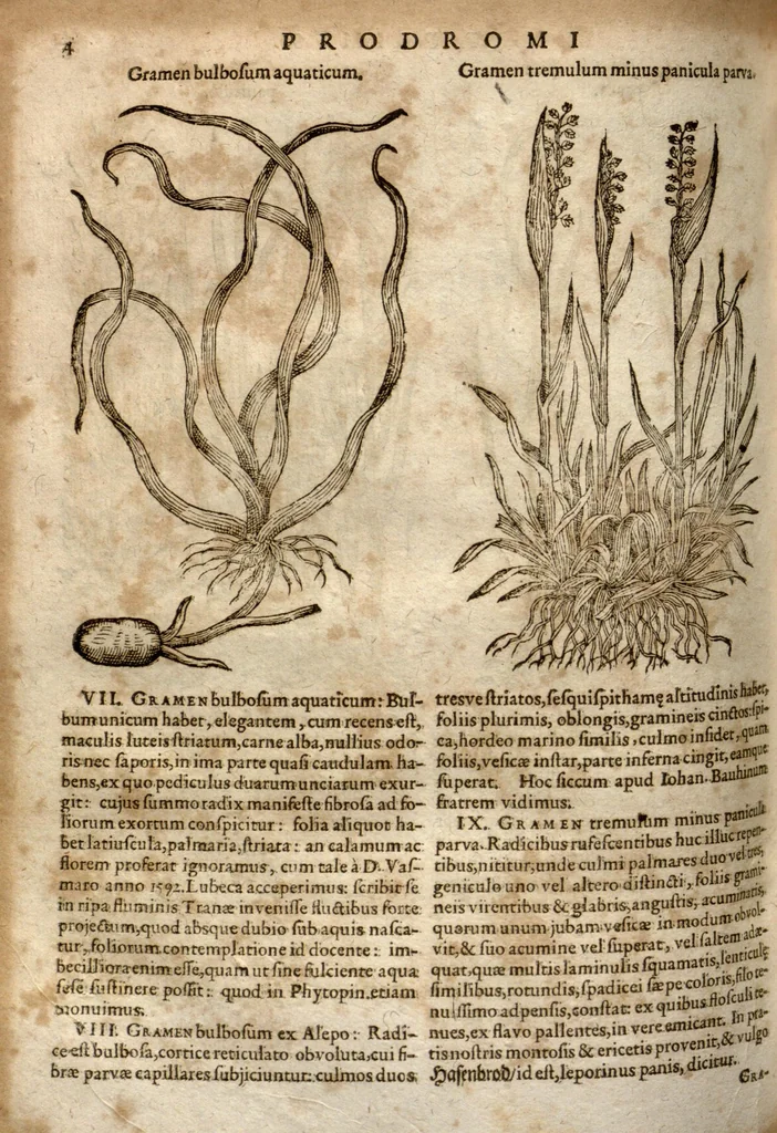 An illustration from Caspari Bauhini Pinax Theatri botanici : sive Index in Theophrasti, Dioscoridis, Plinii et botanicorum qui à seculo scripserunt opera : plantarum circiter sex millium ab ipsis exhibitarum nomina cum earundem synonymiis & differentiis methodice secundum genera & species proponens : opus XL. annorum ..., 1671, leaf 570