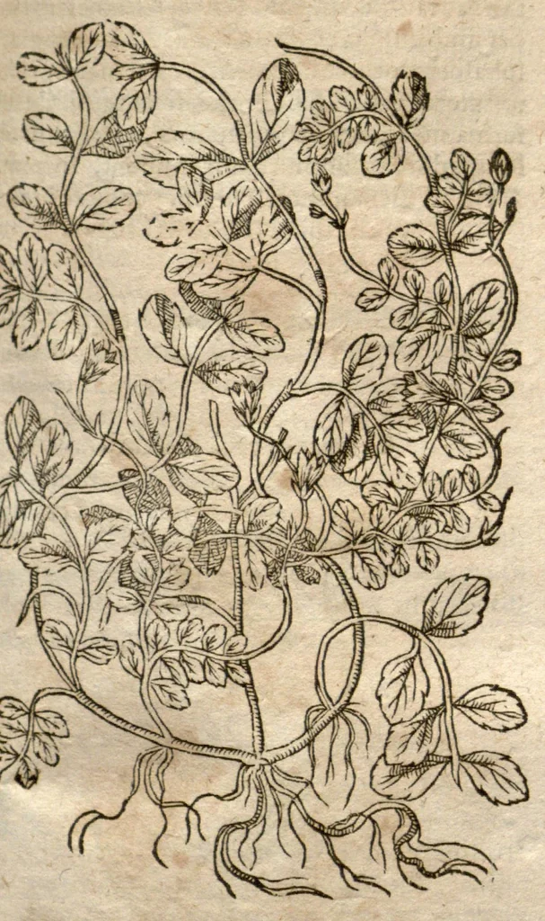 An illustration from Caspari Bauhini Pinax Theatri botanici : sive Index in Theophrasti, Dioscoridis, Plinii et botanicorum qui à seculo scripserunt opera : plantarum circiter sex millium ab ipsis exhibitarum nomina cum earundem synonymiis & differentiis methodice secundum genera & species proponens : opus XL. annorum ..., 1671, leaf 601
