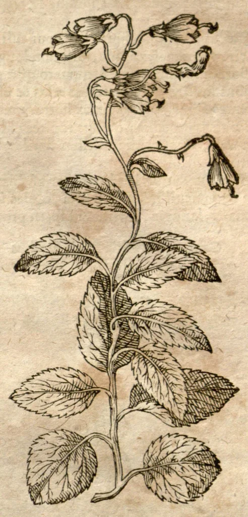 An illustration from Caspari Bauhini Pinax Theatri botanici : sive Index in Theophrasti, Dioscoridis, Plinii et botanicorum qui à seculo scripserunt opera : plantarum circiter sex millium ab ipsis exhibitarum nomina cum earundem synonymiis & differentiis methodice secundum genera & species proponens : opus XL. annorum ..., 1671, leaf 601
