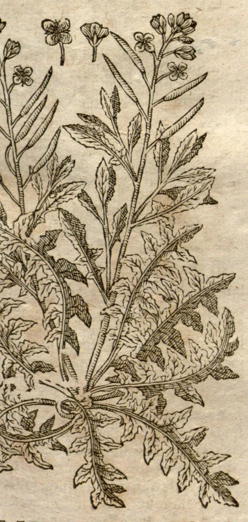 An illustration from Caspari Bauhini Pinax Theatri botanici : sive Index in Theophrasti, Dioscoridis, Plinii et botanicorum qui à seculo scripserunt opera : plantarum circiter sex millium ab ipsis exhibitarum nomina cum earundem synonymiis & differentiis methodice secundum genera & species proponens : opus XL. annorum ..., 1671, leaf 605