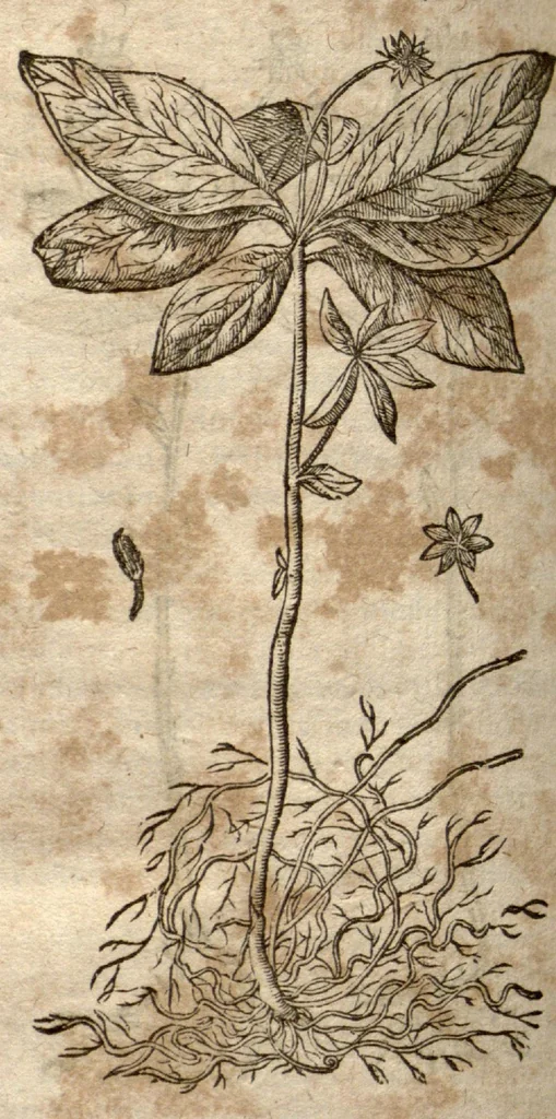 An illustration from Caspari Bauhini Pinax Theatri botanici : sive Index in Theophrasti, Dioscoridis, Plinii et botanicorum qui à seculo scripserunt opera : plantarum circiter sex millium ab ipsis exhibitarum nomina cum earundem synonymiis & differentiis methodice secundum genera & species proponens : opus XL. annorum ..., 1671, leaf 666
